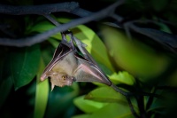 Kalon ramenaty - Cynopterus brachyotis - Lesser Short-nosed Fruit Bat o4121